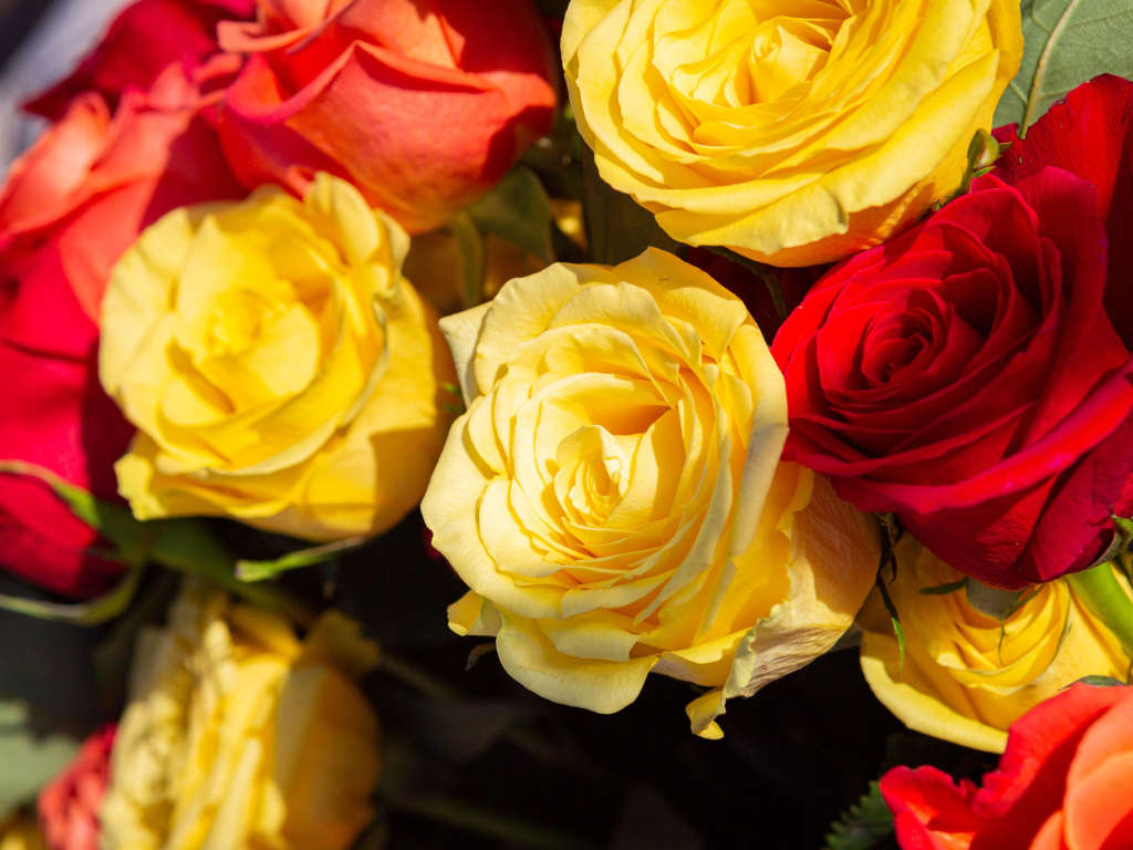 Red and Yellow Flowers | Eternally Loved